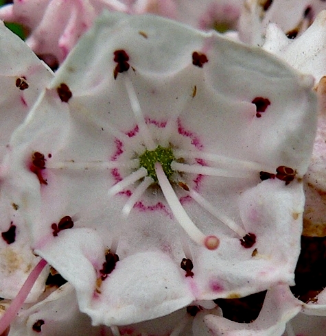 {Kalmia latifolia}
